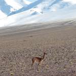 voyage perou - dakar vigogne Andes