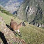 lama