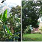voyage perou - plantation