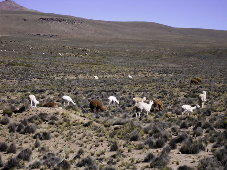 voyage perou canyon colca arequipa