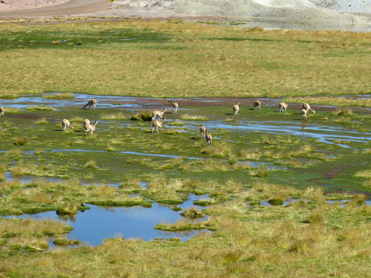 a-faire-atacama