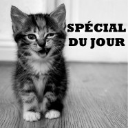 Festival du chat