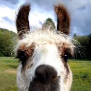 Lama, alpaga et vigogne
