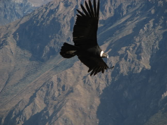 voyage perou - condor canyon colca