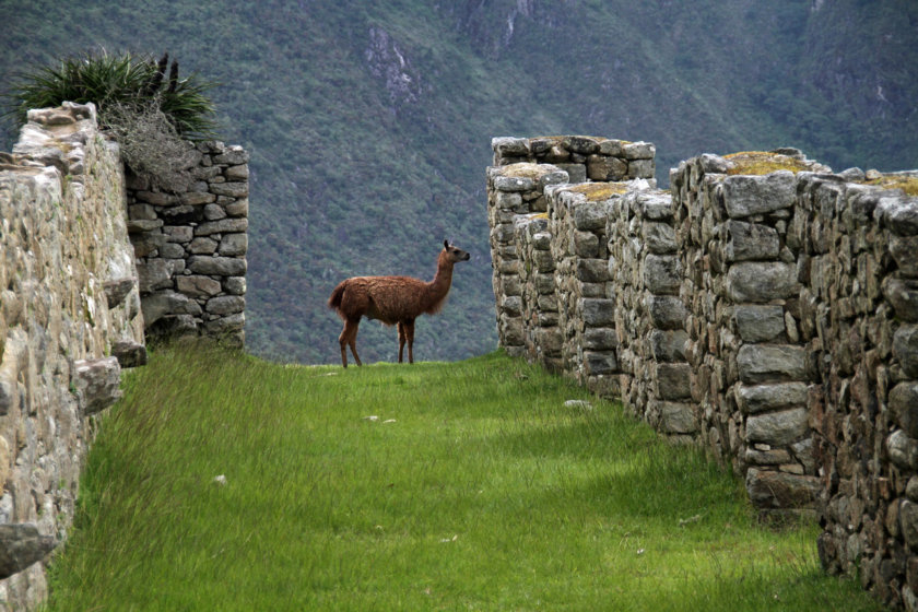 voyage perou lama inca