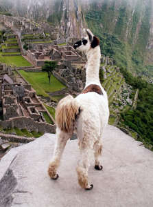 voyage perou- lama machu picchu