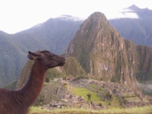 voyage perou-lama ruines machu picchu