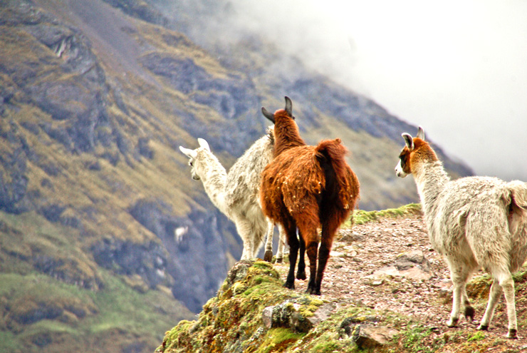 lares trek perou