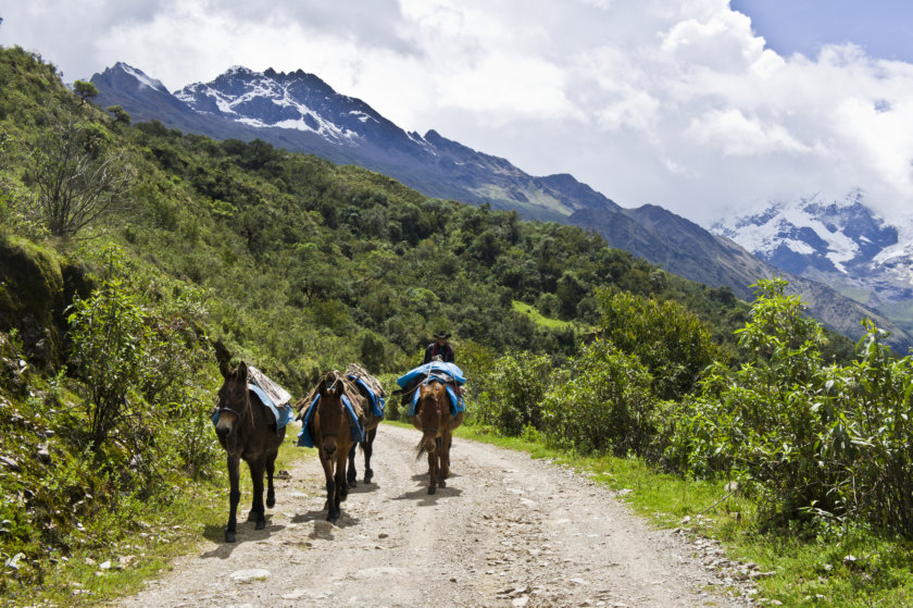 voyage perou - chevaux Salkantay