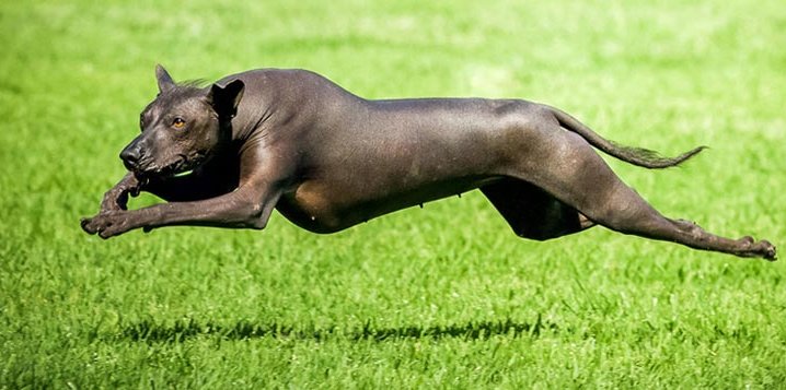 chien-inca-chien-peruvien