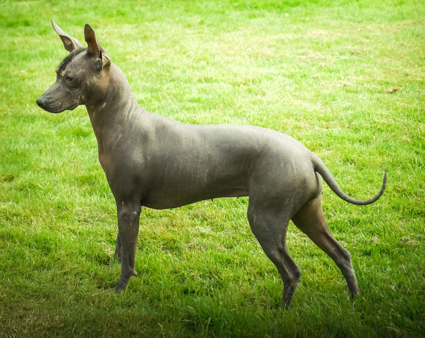 Le chien Inca ou chien nu du Pérou