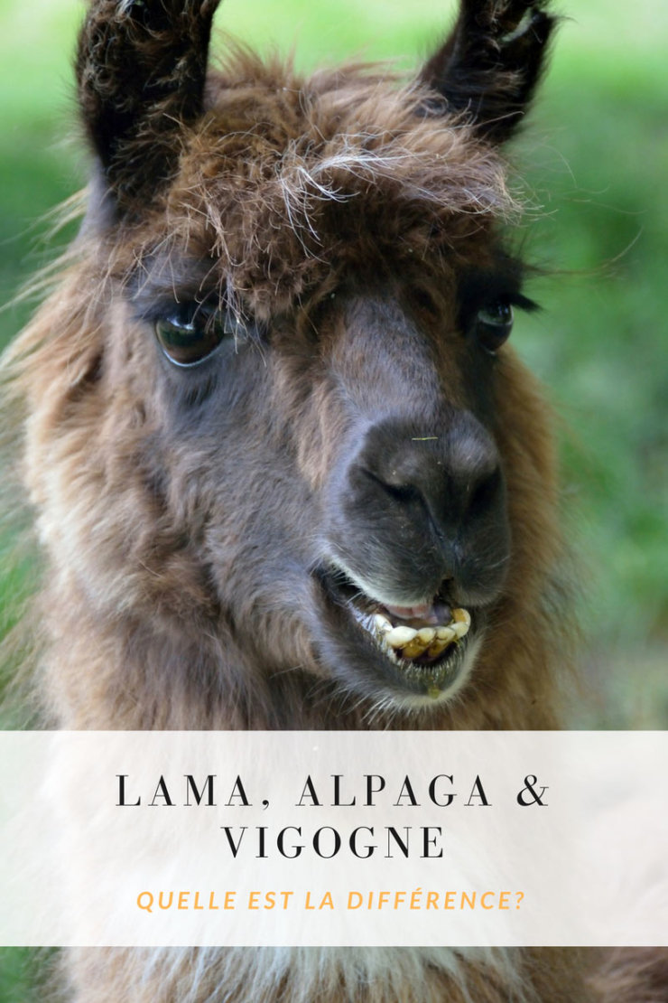 difference entre lama alpaga