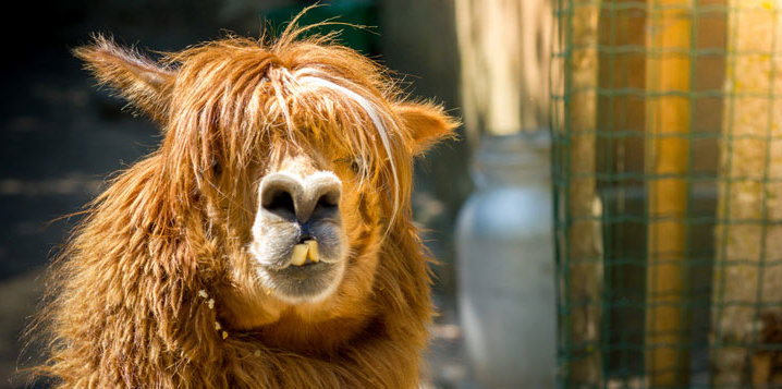 perou-difference-lama-alpaga-vigogne