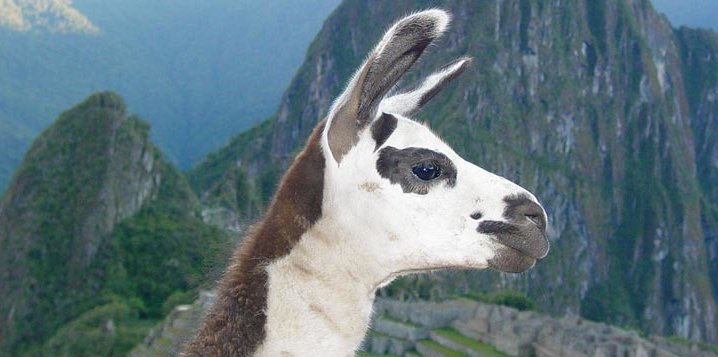 voyage perou lama machu picchu