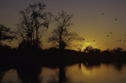 voyage perou pacaya samiria amazonie