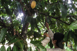 voyage perou fruit amazonie