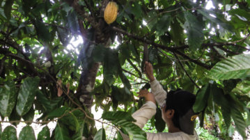 voyage perou fruit amazonie