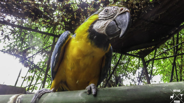 Amazon Shelter: refuge pour animaux en Amazonie voyage perou perroquet jungle