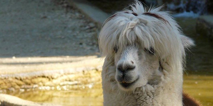 voyage perou lama vih