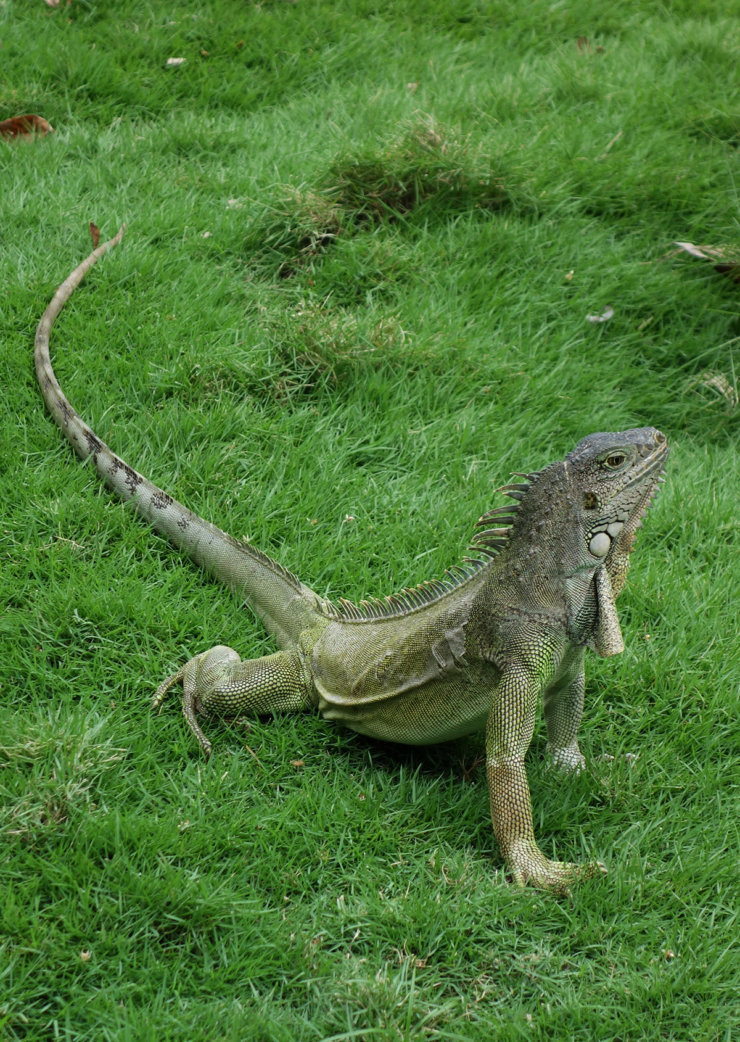 iguane-guayaquil