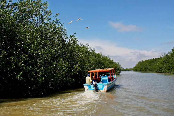 manglares tumbes