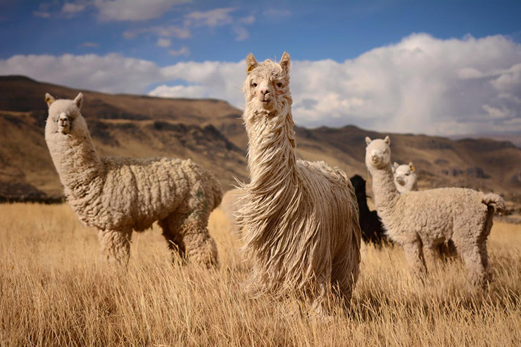 lamas du perou