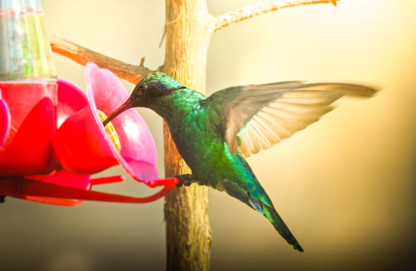 colibrí gocta