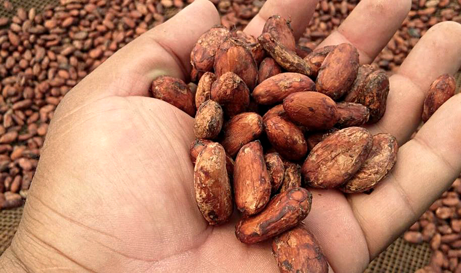 cacao-peruvien