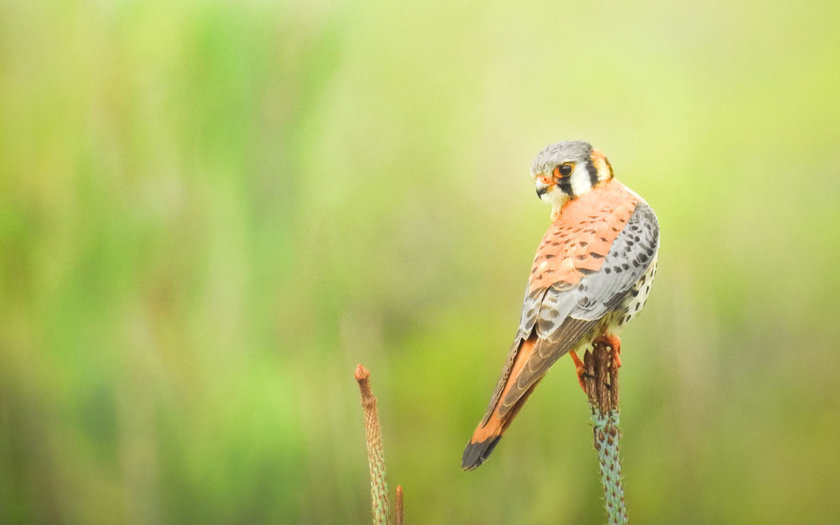 Oiseau - Rodriguez de Mendoza