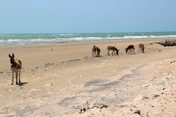 anes jericoacoara bresil