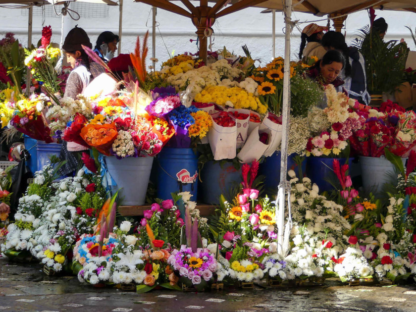 fleurs cuenca equateur