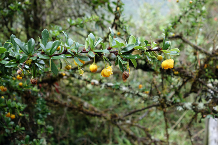 flore equateur