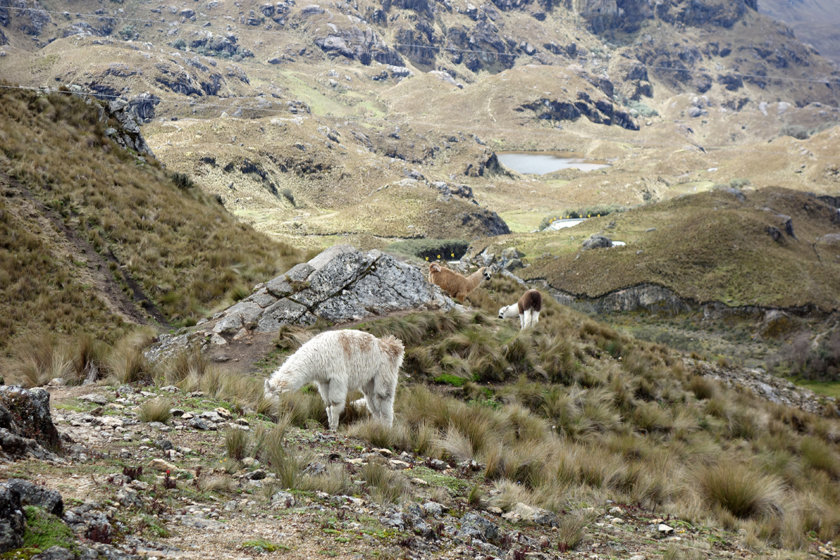 tres cruces cajas