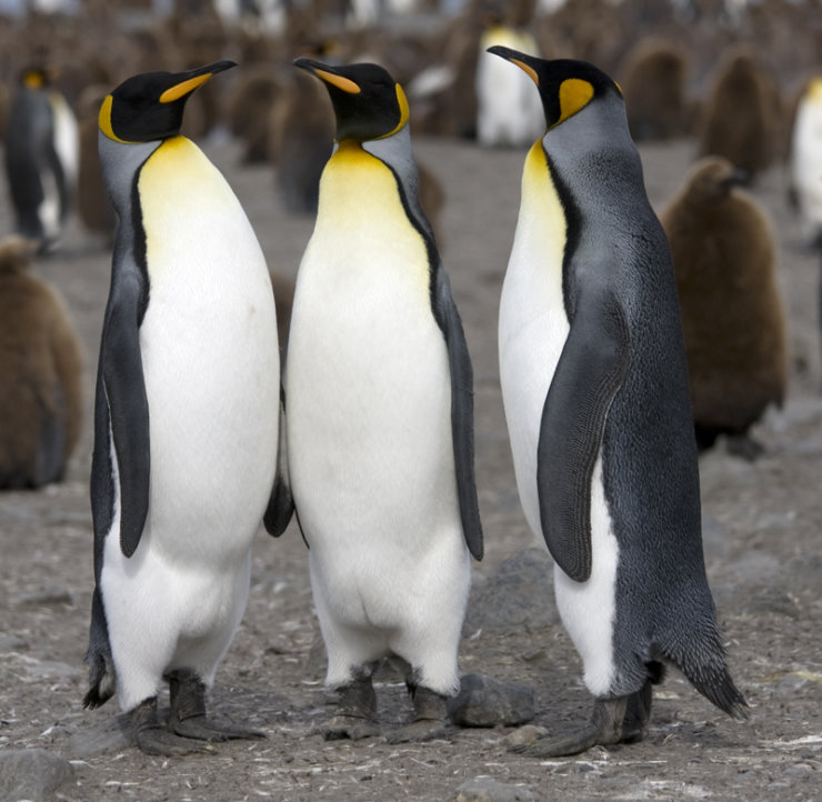 chili patagonie pinguino rey