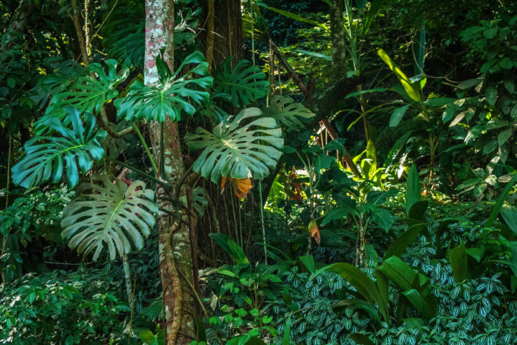 foret-de-tijuca-a-rio