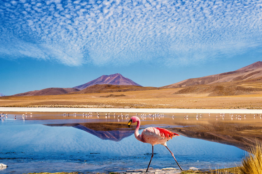 desert-atacama-flamant-rose