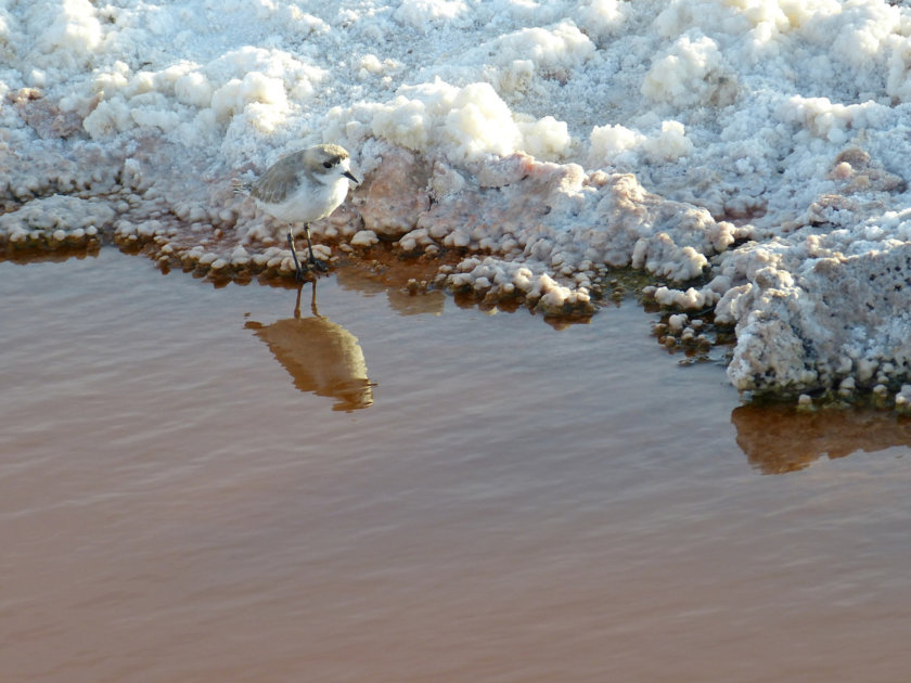 visiter-atacama-salar