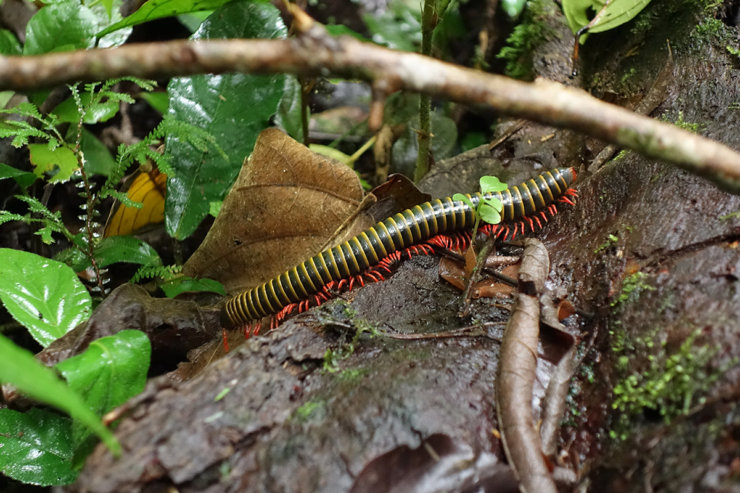 insecte-en-amazonie