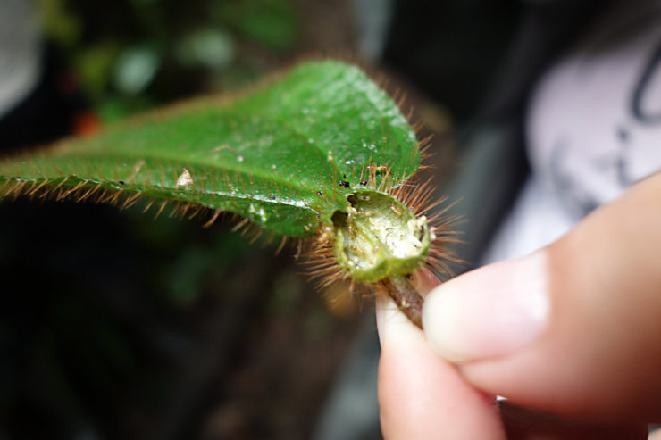 manger-fourmis-amazonie