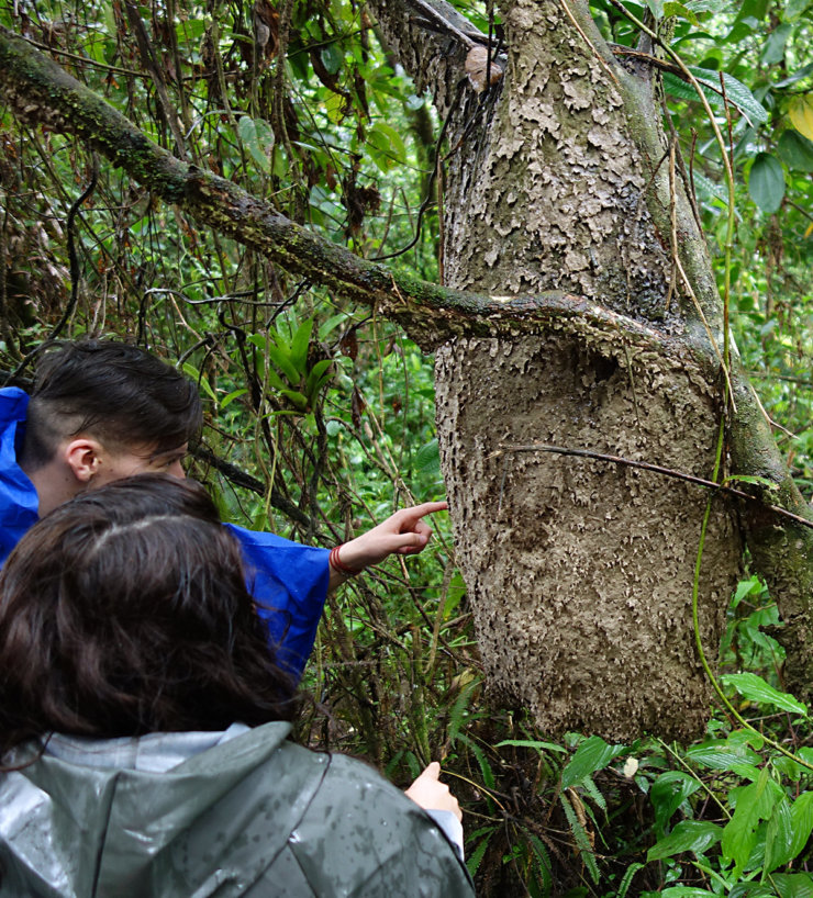 termites-amazonie