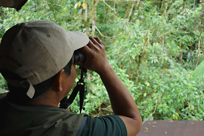 mindo equateur ornithologie