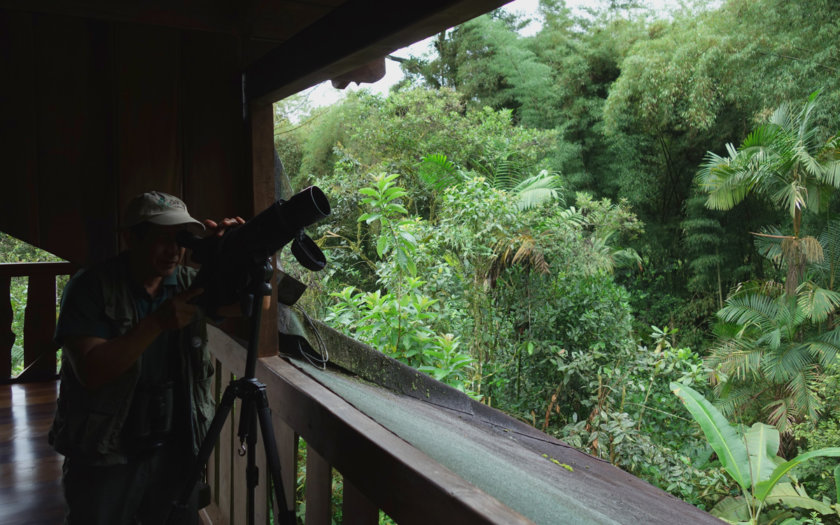 observation oiseaux equateur