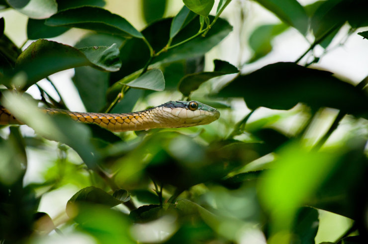 pantanal