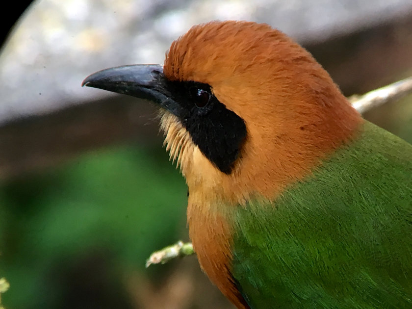 rufous-motmot