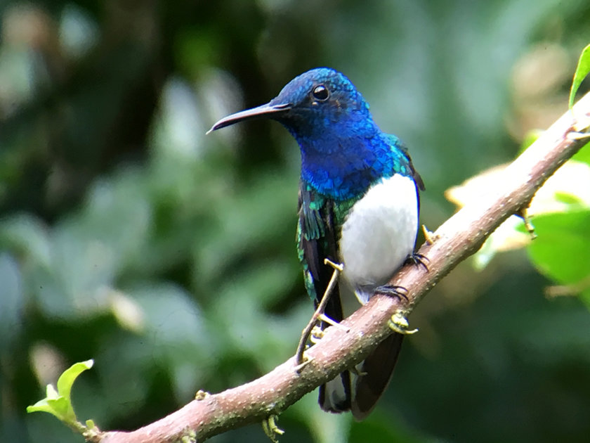 white-necked-jacobin