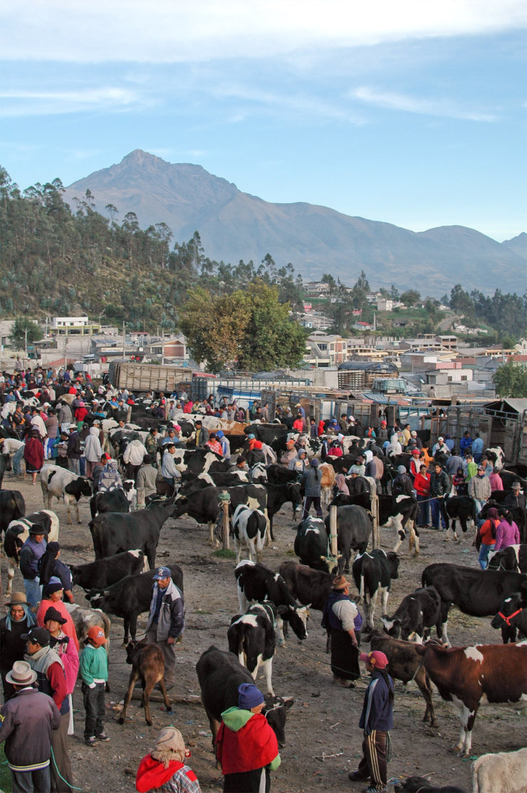 marche-aux-animaux-otavalo