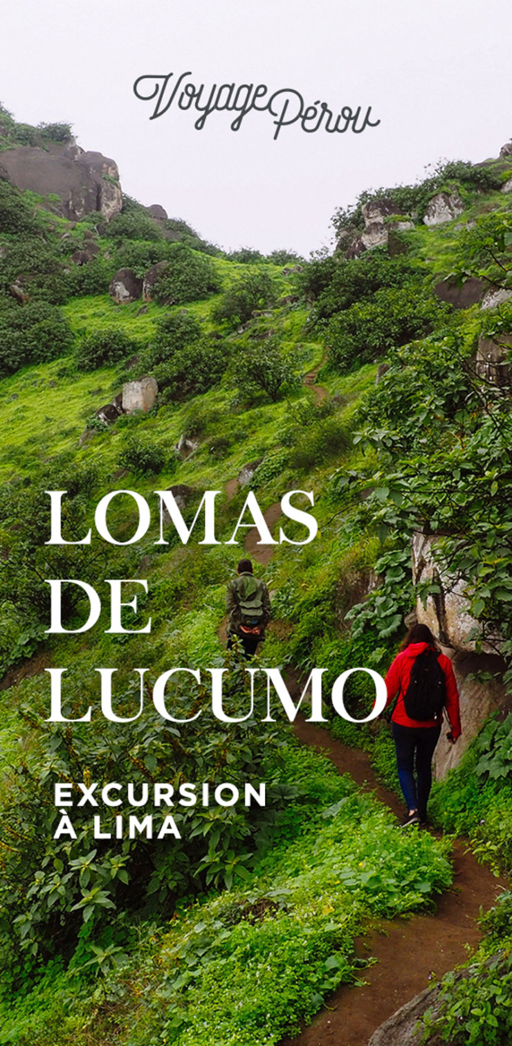 lomas de lucumo