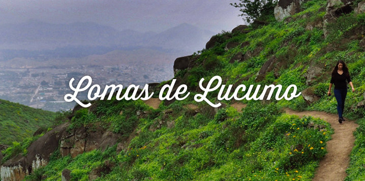 visiter lomas de lucumo perou