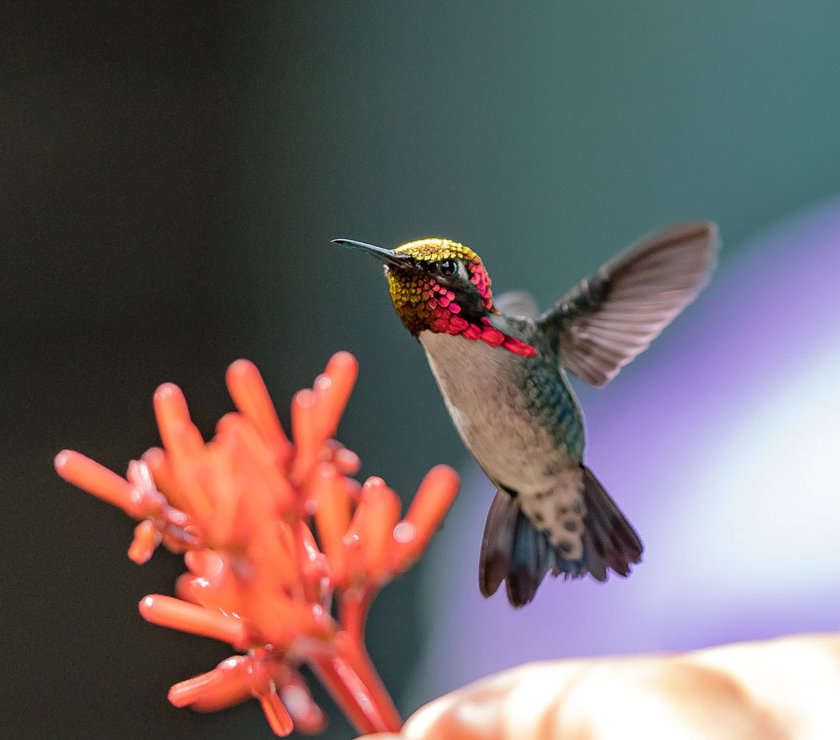 zapata-cuba-colibri