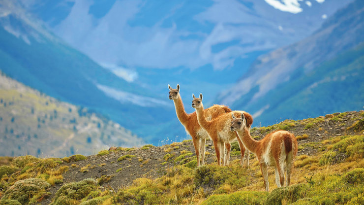 guanacos-patagonie